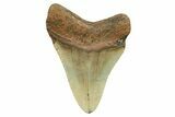 Serrated, Fossil Megalodon Tooth - North Carolina #298856-1